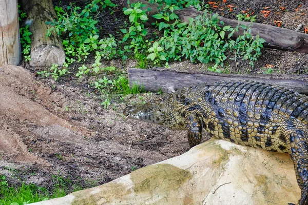 Közelkép Egy Nagy Aligátorról Állatkertben — Stock Fotó