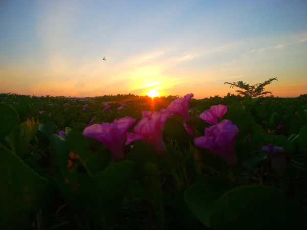 Der Wunderschöne Sonnenuntergang Auf Dem Morgendlichen Blumenfeld Der Salzwiesen — Stockfoto