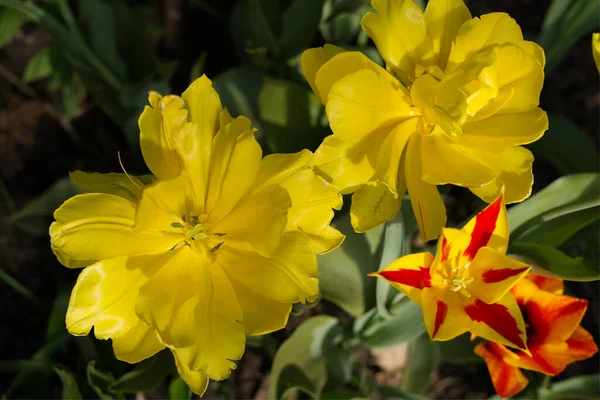 一帧精选的黄色美丽花朵在花园里生长 — 图库照片