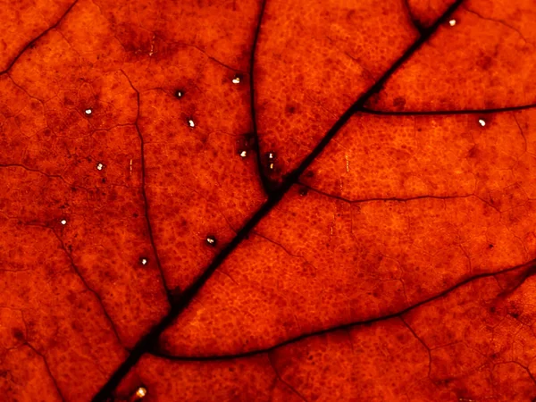 Texture Rouge Foncé Une Feuille Automne Avec Veines — Photo