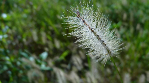 Detailní Záběr Bílé Melaleuca Viridiflora Pěstované Poli — Stock fotografie