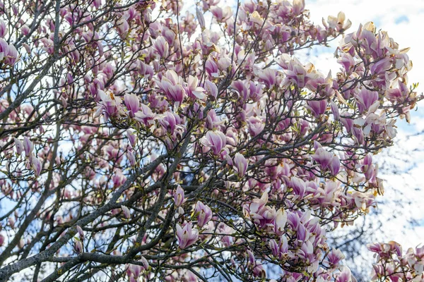 Low Angle Shot Beautiful Magnolia Tree — Stock Photo, Image