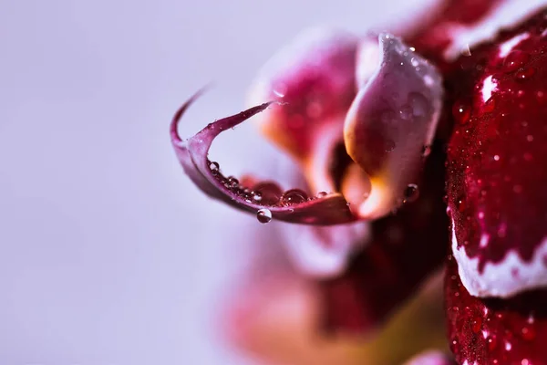 Primer Plano Una Orquídea Roja Con Gotas Lluvia Bajo Las — Foto de Stock