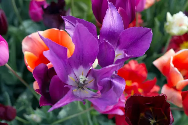 Eine Selektive Fokusaufnahme Einer Lila Blume Die Einem Schönen Garten — Stockfoto