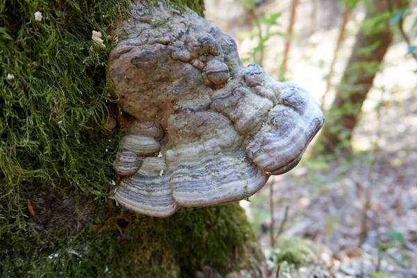 森の中の苔むした幹に生えているホワイトホーフ菌 — ストック写真