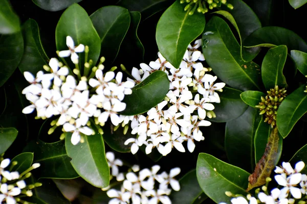 Enfoque Selectivo Hermosas Flores Blancas Ixora — Foto de Stock