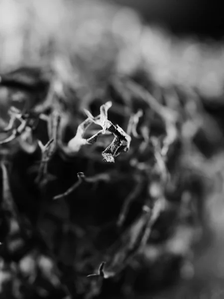 Plan Macro Monochrome Une Mousse Arbre Pseudevernia Furfuracea Mise Point — Photo