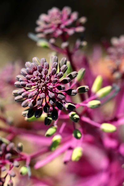 Vertikální Záběr Fialového Poupěte Asteraceae — Stock fotografie