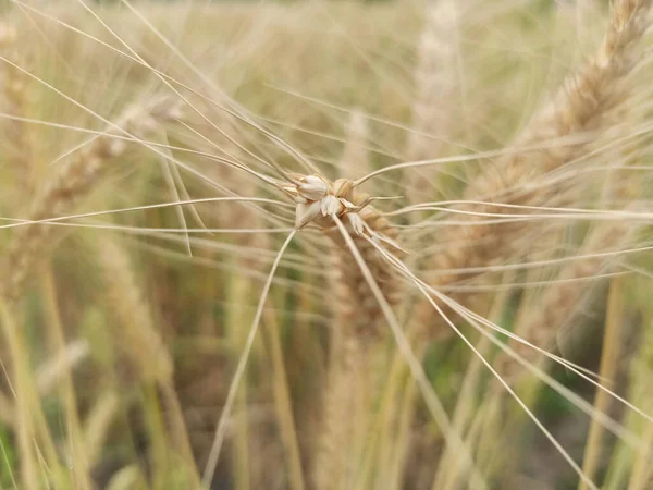 밭에서 금밀을 클로즈업 — 스톡 사진