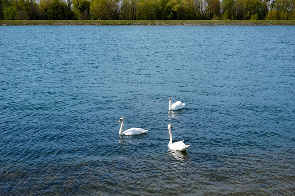 Beautiful Swans Floating Lake — Stock Photo, Image