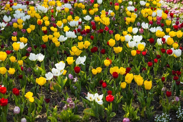 Vacker Bild Färska Färgglada Tulpaner Parken — Stockfoto