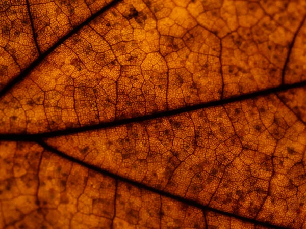 Die Textur Eines Dunklen Trockenen Herbstblattes Mit Flecken — Stockfoto
