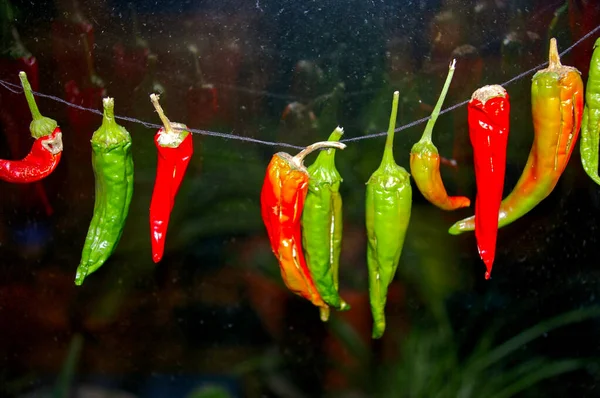 Line Colorful Cayenne Chili Peppers Hanging Thin String Kitchen — Stock Photo, Image