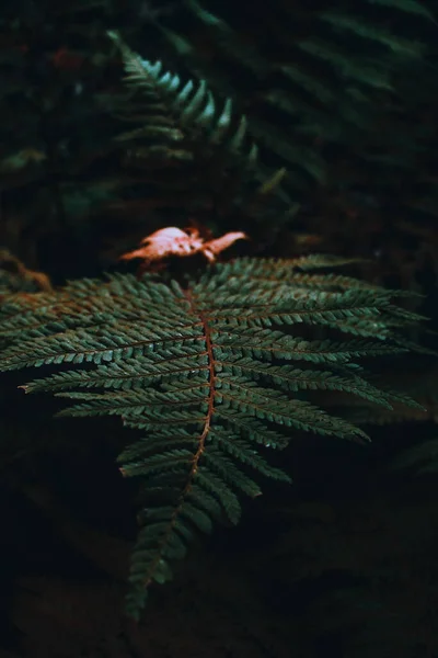 Вертикальний Знімок Листя Папороті Лісі Під Сонячним Світлом Темним Розмитим — стокове фото