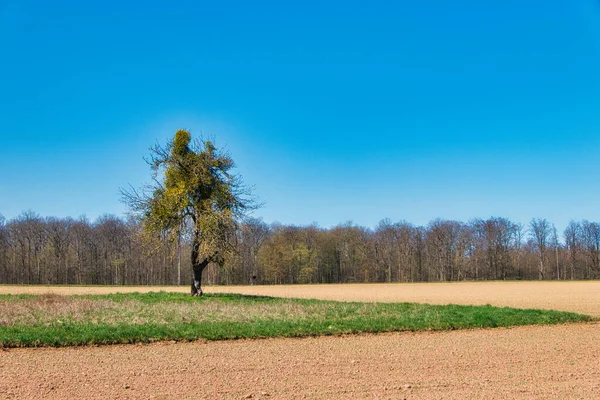 澄んだ空の下の農地の真ん中にある木の自然景観 — ストック写真