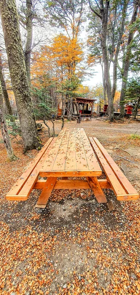 Вертикальный Снимок Красивого Осеннего Леса Деревянной Скамейкой — стоковое фото
