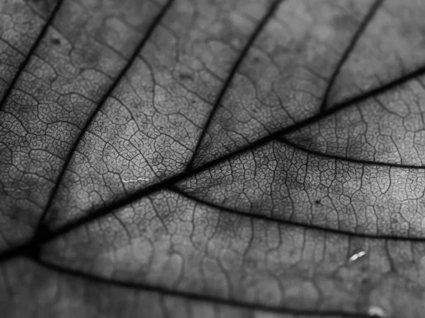 Сірий Макрознімок Кленового Листа Чорними Венами — стокове фото
