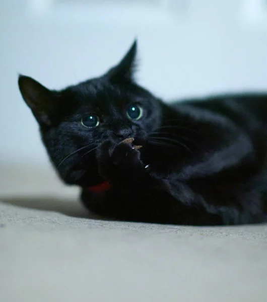 美丽的黑猫的肖像 有着美丽的眼睛 — 图库照片