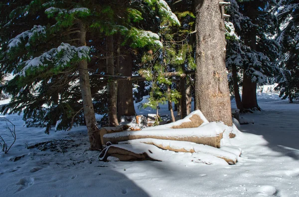 Заснеженные Деревянные Бревна Сложенные Земле Хвойных Зимних Лесах — стоковое фото