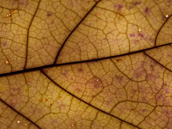 Hnědožlutá Textura Poškozeného Podzimního Listu — Stock fotografie