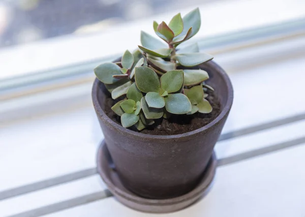 Eine Nahaufnahme Von Saftigen Zimmerpflanzen Topf — Stockfoto