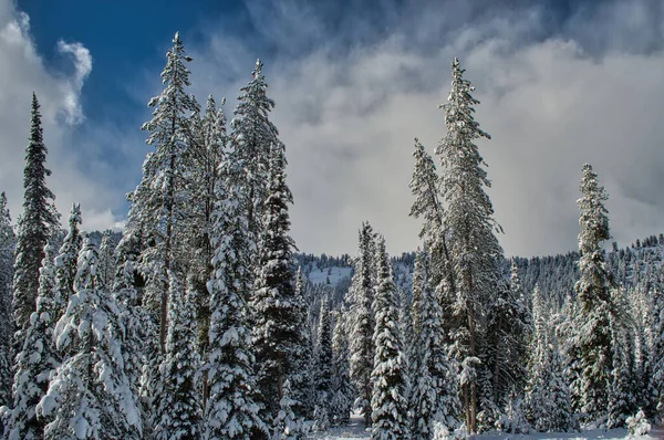Una Vista Panorámica Bosque Cubierto Nieve Con Majestuosos Árboles Coníferas —  Fotos de Stock