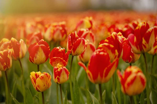 Beau Cliché Tulipes Jaune Vif Rouge Sur Fiel — Photo