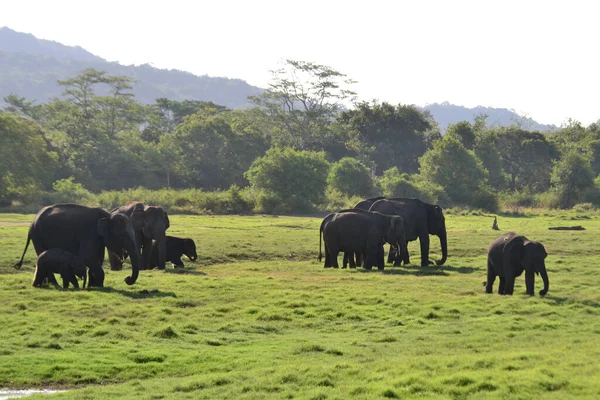 Group Calves Big Elephants Field — Stock Photo, Image