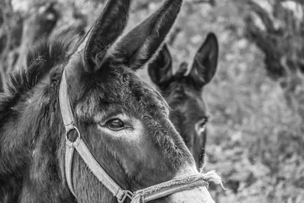 Primer Plano Escala Grises Burro — Foto de Stock