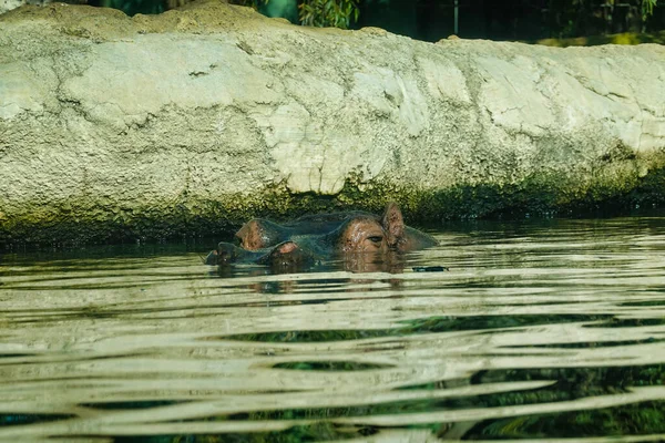 Eine Nahaufnahme Von Nilpferd Wasser Mit Dem Kopf Nach Draußen — Stockfoto