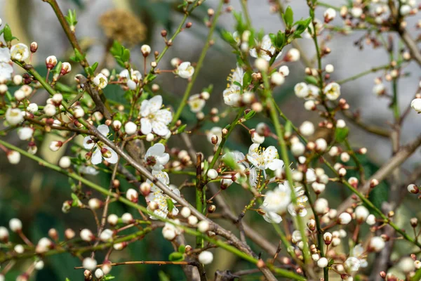 木の上に白い花が咲く — ストック写真