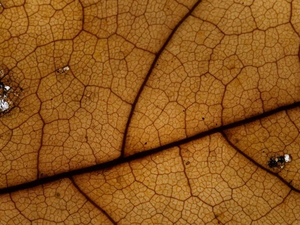 Blady Brunatny Tekstura Suchy Jesienny Liść — Zdjęcie stockowe