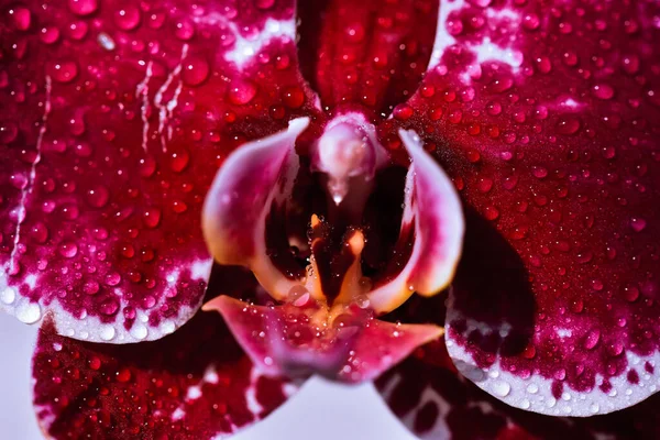 Primer Plano Una Orquídea Roja Con Gotas Lluvia Bajo Las — Foto de Stock