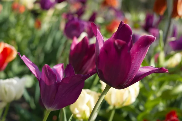 Eine Selektive Fokusaufnahme Lila Tulpen Die Einem Schönen Sommergarten Wachsen — Stockfoto