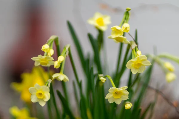 Een Close Van Mooie Levendige Narcissen Wazige Achtergrond — Stockfoto