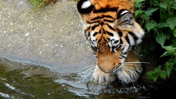 動物園の湖の近くでトラのクローズアップショット — ストック写真