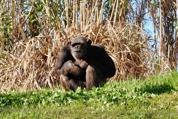 緑の草の上でリラックスした若いチンパンジー — ストック写真