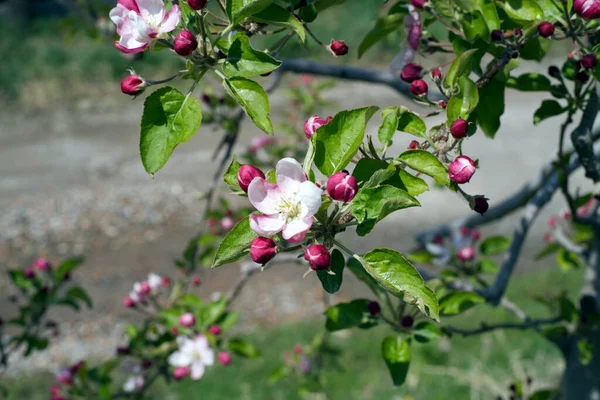 Enfoque Selectivo Una Rama Árbol Con Flores Florecientes Brotes Hojas — Foto de Stock