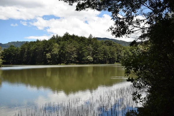 Belo Reflexo Das Árvores Florestais Sob Céu Nublado Água Rio — Fotografia de Stock