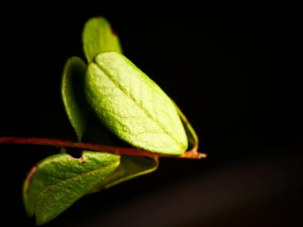 Макроснимок Ярко Зеленых Листьев Веточке Темном Фоне — стоковое фото