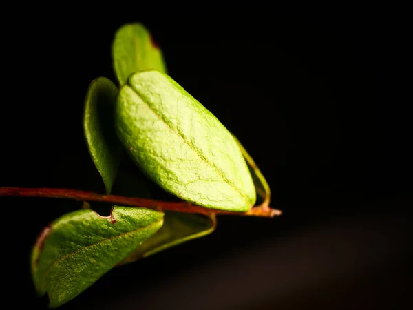 Plan Macro Feuilles Vert Vif Sur Une Brindille Sur Fond — Photo