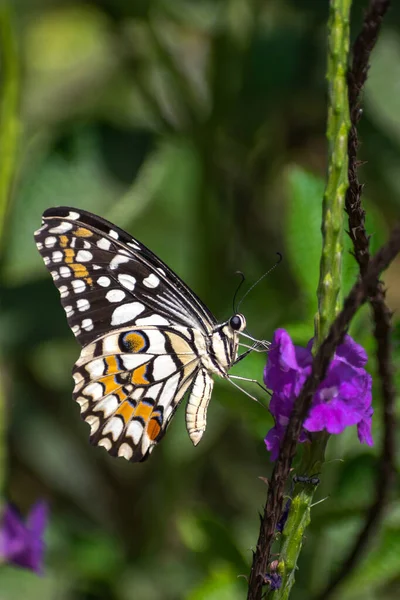 Красивая Лаймовая Бабочка Papilio Demoleus Цветке — стоковое фото