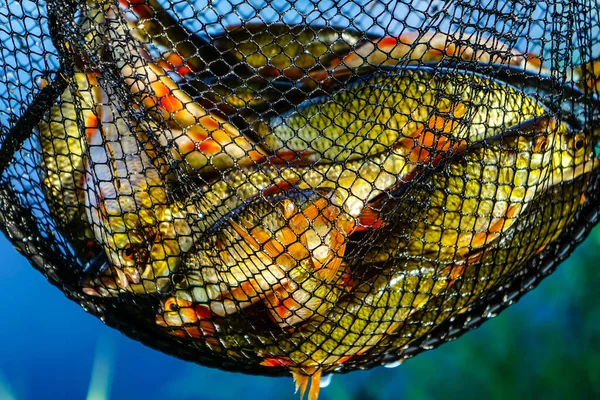 Närbild Ett Gäng Små Fiskar Fiskenätet — Stockfoto