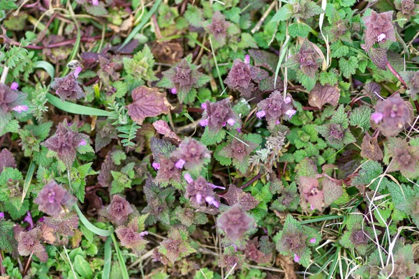 Una Vista Superior Plantas Ortiga Muerta Roja Lamium Purpureum —  Fotos de Stock
