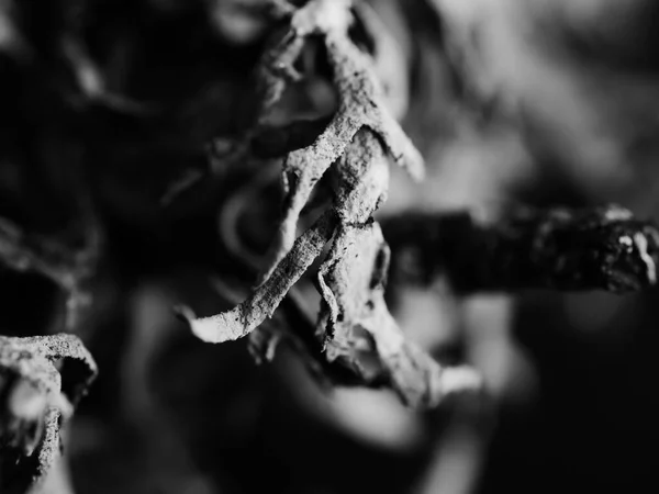 一种树苔藓的宏观单色照片 有选择性地聚焦 — 图库照片