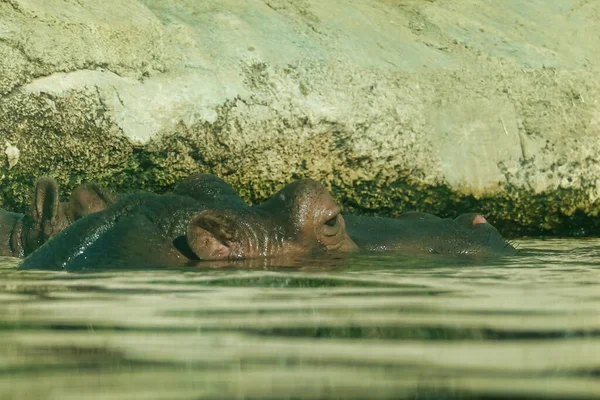 Gros Plan Hippopotame Dans Eau Avec Tête Hors — Photo