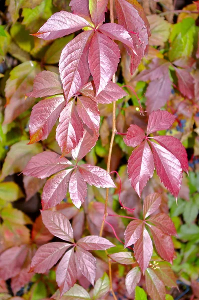 Plan Vertical Petites Feuilles Rose Vif Dans Une Forêt — Photo