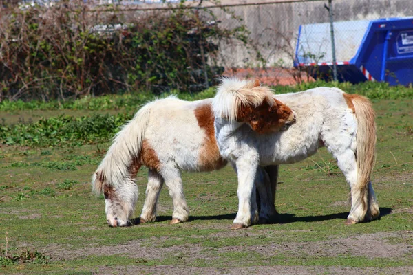 Par Ponis Blancos Con Manchas Marrones Pastando Pasto —  Fotos de Stock