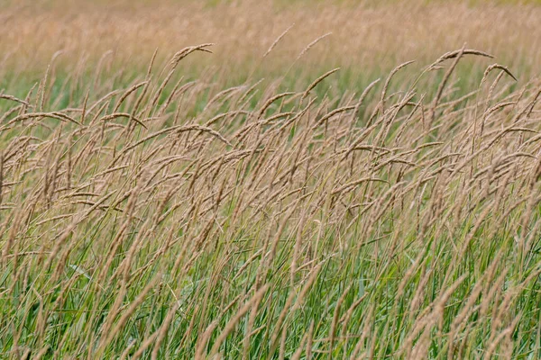 Wind Blowing Wheat Flowers Thick Field Grass — Stock Photo, Image