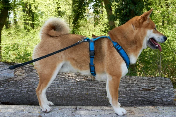 Cão Shiba Inu Marrom Bonito Adorável Com Uma Coleira Parque — Fotografia de Stock